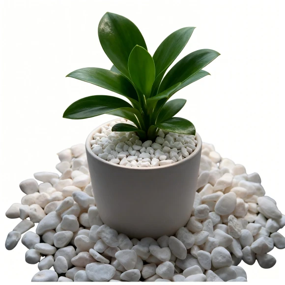 product-580-580